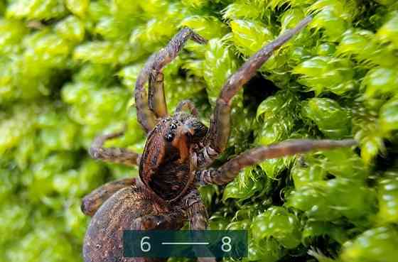 Смартфон Samsung Galaxy S22 Ultra 12/512Gb. (S908U1) White. Киев