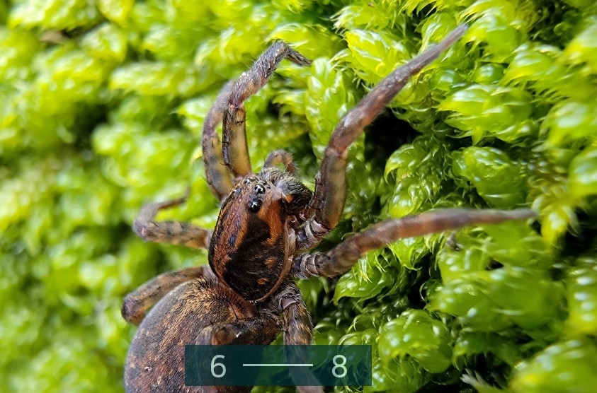 Смартфон Samsung Galaxy S22 Ultra 12/512Gb. (S908U1) White. Харків - фото 3