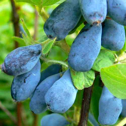 Саженцы жимолости Сильгинка (черенкованный) - 3-летний Черновцы