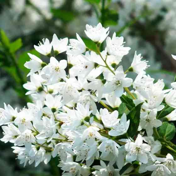 Саженцы дейции Изящная (черенкованный) - 1-летний Черновцы