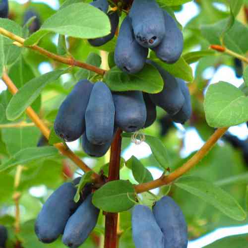 Саженцы жимолости Синий Птах (черенкованный) - 3-летний Черновцы