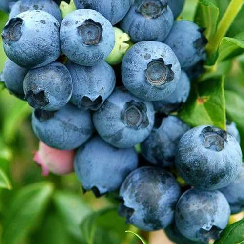 Саженцы голубики Топ Хат (черенкованный) - 3-летний Черновцы - изображение 1