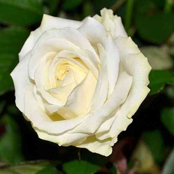 Саженцы чайно-гибридных роз Аваланж (привитый) Черновцы