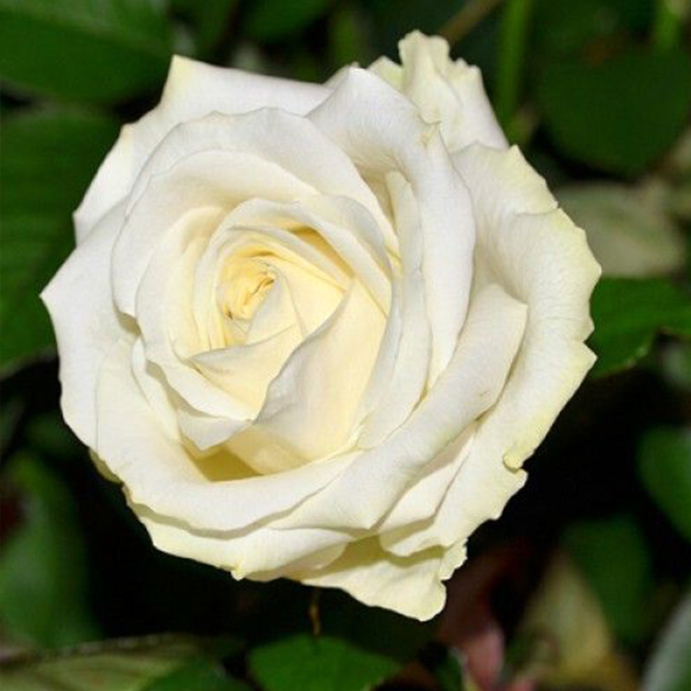 Саженцы чайно-гибридных роз Аваланж (привитый) Черновцы - изображение 3