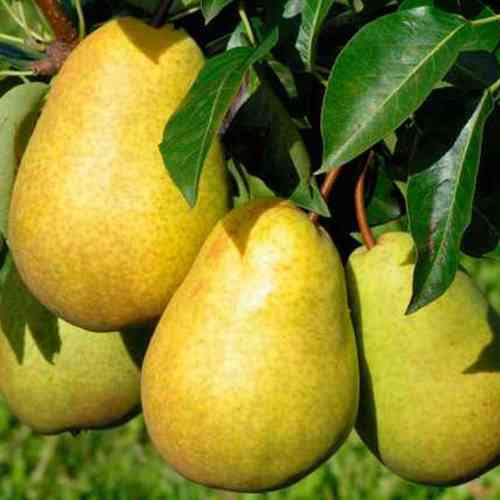 Саженцы колоновидной груши Солодка Красавица (привитый) - 1-летний Черновцы