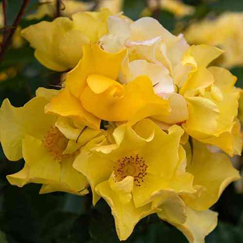 Саженцы роз Али Дорате (привитый) - 2-летний Черновцы