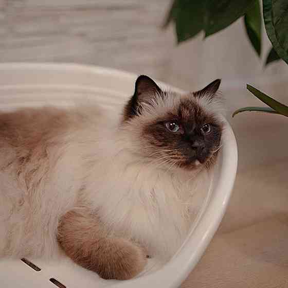 Пластиковий лежачик для котів і собак Ferplast Siesta Deluxe (Ферпласт Сеєста Деллюкс) 61.5 х 45 x h 21.5 см - SIESTA DELUXE 4, Синій Запоріжжя