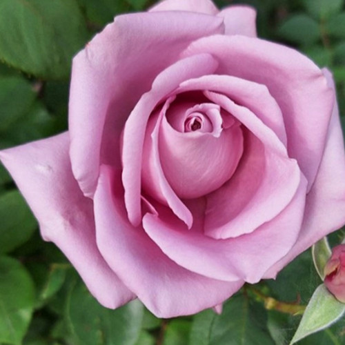 Саджанці троянд Россіон (привитий) - 2-річний Черновцы - изображение 1