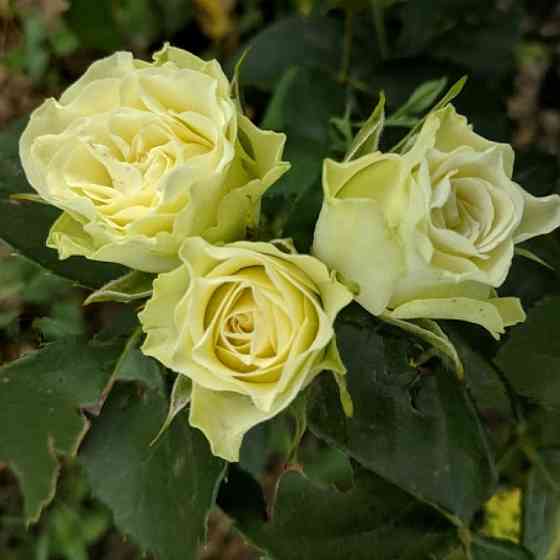 Саженцы бордюрных роз Лувиана (привитый) Черновцы