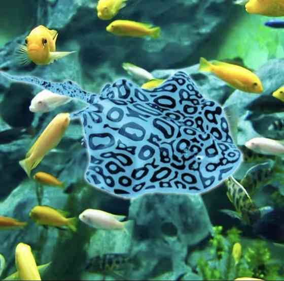 Скат искусственный для аквариума силиконовый люминесцентный светящийся декор в аквариум 16 на 9 см синий Киев