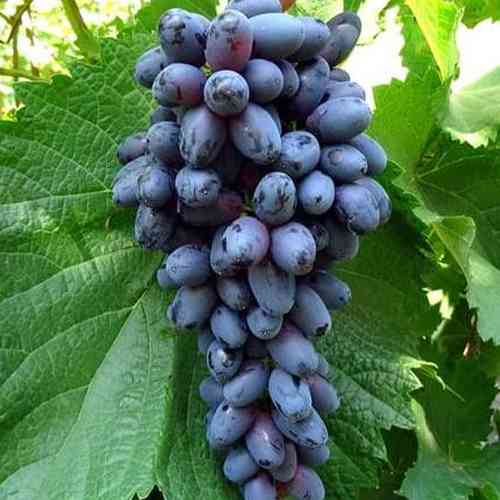 Саженцы винограда Фейз (черенкованный) - 1-летний Черновцы