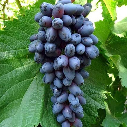 Саженцы винограда Фейз (черенкованный) - 1-летний Черновцы - изображение 1