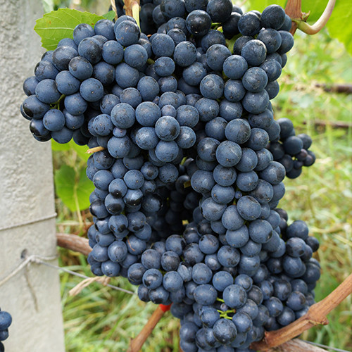 Саженцы винограда Память Домбковской (черенкованный) - 2-летний Черновцы - изображение 1