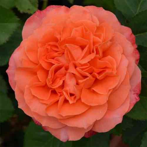 Саджанці троянд Емільєн Гійо (привитий) - 2-річний Чернівці