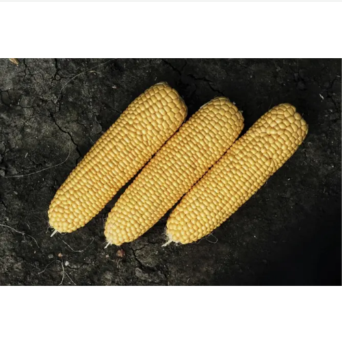 Кукурудза цукрова Тайсон F1 20шт Професійне насіння Житомир - изображение 3