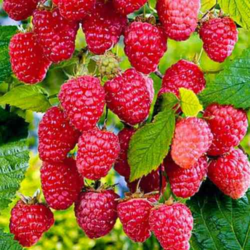 Саженцы малинового дерева Сокровище (черенкованный) - 2-летний Черновцы