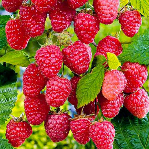 Саженцы малинового дерева Сокровище (черенкованный) - 2-летний Черновцы - изображение 1