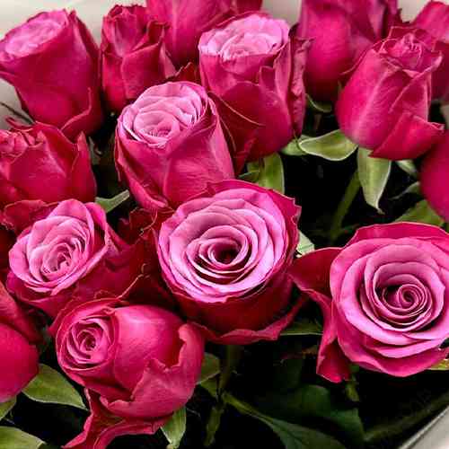 Саджанці троянд Персії (привитий) - 2-річний Чернівці