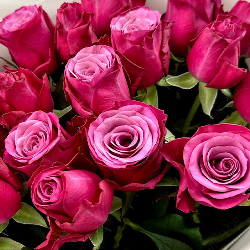 Саджанці троянд Персії (привитий) - 2-річний Чернівці - фото 1