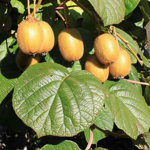 Саджанці ківі Дженні - 2-річний Чернівці