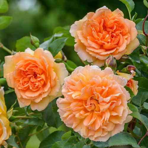 Саженцы роз Дама Джуди Денч (привитый) - 2-летний Черновцы