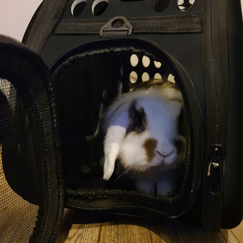 Транспортер сумка переноска с ремешком до 6 кг для собак и котов Purlov (18270) Black Нововолынск - изображение 10