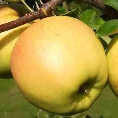 Саженцы яблони Сильвия (привитый) - 2-летний Черновцы