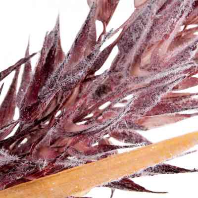 Декоративна гілка YES! Fun Квітка кактуса Лілова Засніжена 84 см (974807) Вінниця