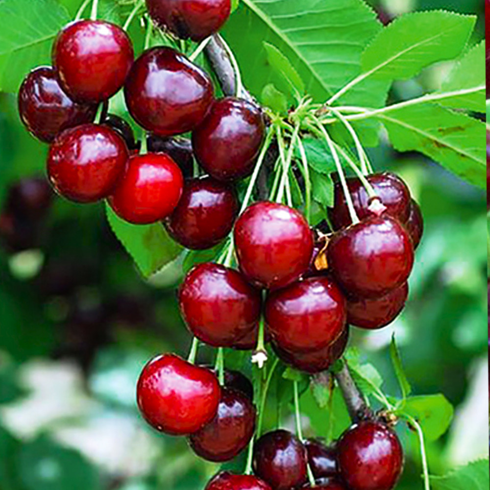 Саджанці вишні Гріот Мелітопольський (привитий) - 1-річний Чернівці - фото 1