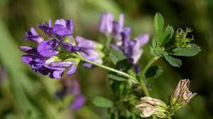 Люцерна посевная (синяя) трава 100г master sem Киев - изображение 2