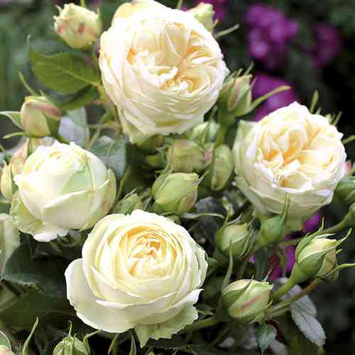 Саджанці троянд Вайт Піано (привитий) - 2-річний Чернівці