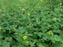 Гравілат міський (Гравилат городской) 100г master sem Киев - изображение 1