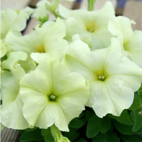 Петунія грандіфлора Лімбо F1 лимонно-жовта 10шт Професійне насіння Житомир