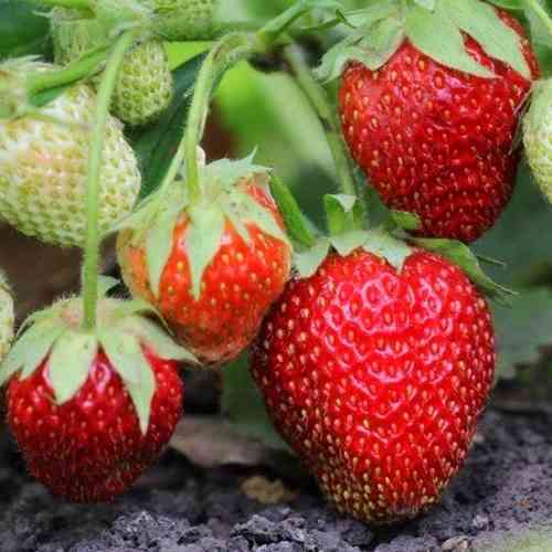 Саджанці полуниці Лорд (10 штук) - 1-річний Чернівці