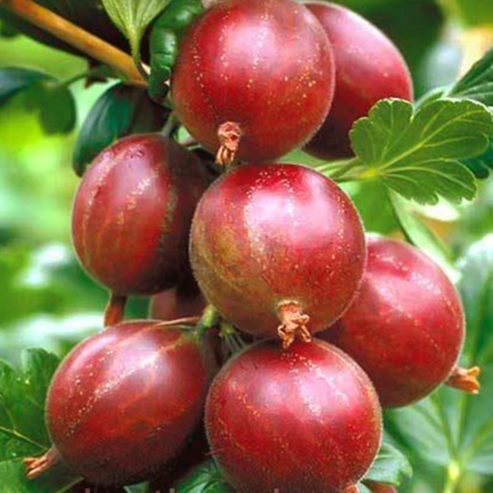 Саженцы крыжовника Мюнхгаузен Черновцы - изображение 1