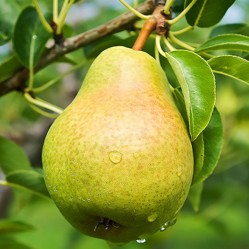 Саджанці груші Роксолана (привитий) - 1-річний Чернівці - фото 2