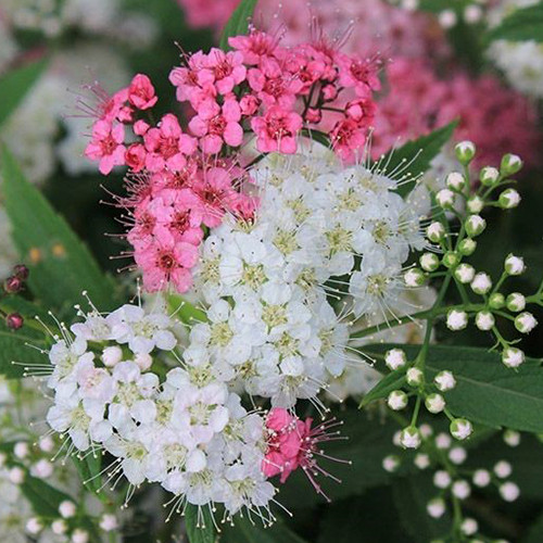 Саджанці спіреї Широбана (черенкований) - 2-річний Чернівці - фото 1