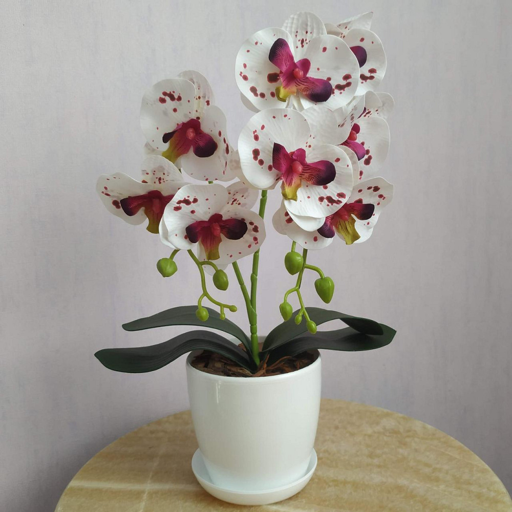 Штучна латексна міні орхідея в білому пластиковому кашпо на дві гілки біла в бордову крапку Дніпро - фото 1