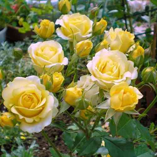 Саджанці троянд Комтесс Дю Баррі (привитий) - 2-річний Чернівці