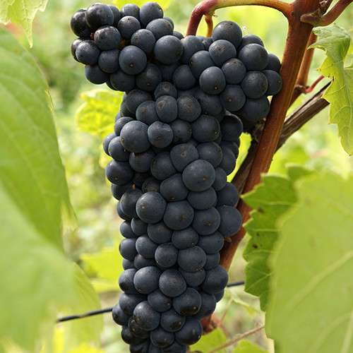 Cаджанці винограду Бастардо Магарачський (черенкований) - 1-річний Чернівці - фото 1