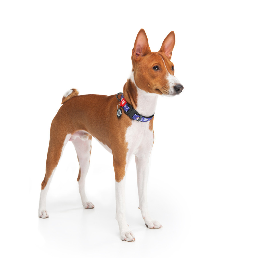 Нашийник для собак нейлоновий WAUDOG Nylon з QR паспортом, малюнок "Рік та Морті 2", металева п Коломия - фото 6