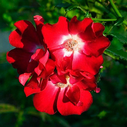 Саджанці троянд Дортмунд (привитий) - 2-річний Чернівці - фото 1