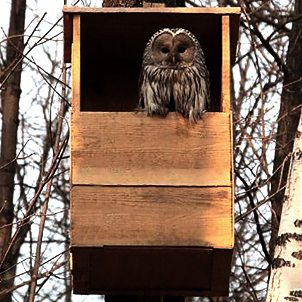 Домик для совы 