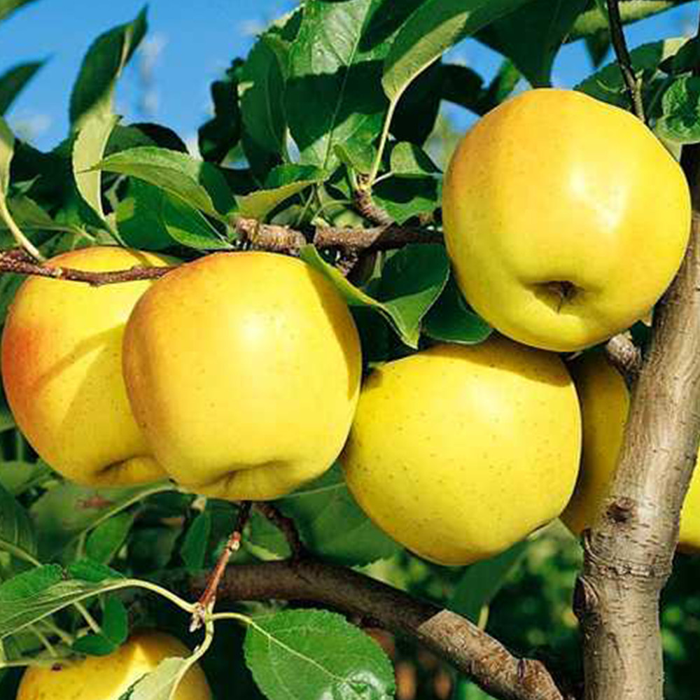 Саженцы яблони Голден Делишес (привитый) - 1-летний Черновцы - изображение 3