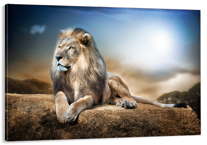 Картина полотно у вітальню / спальню     Лев     MLP_154  ( 60х30см ) 70x140 см Київ - фото 1