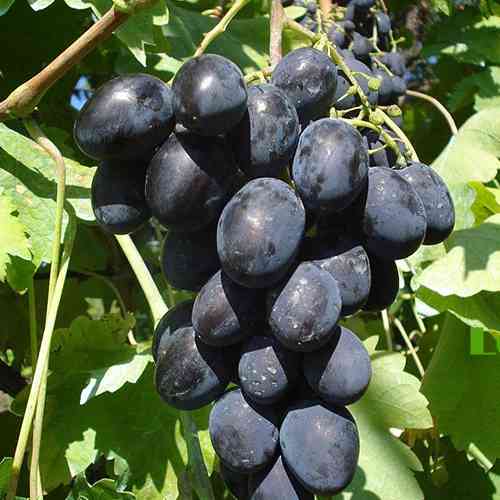 Саженцы винограда Черная Скала (черенкованный) - 2-летний Черновцы