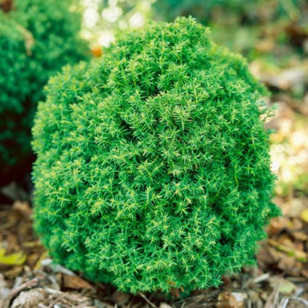 Саджанці західної туї Тедді Чернівці - фото 1