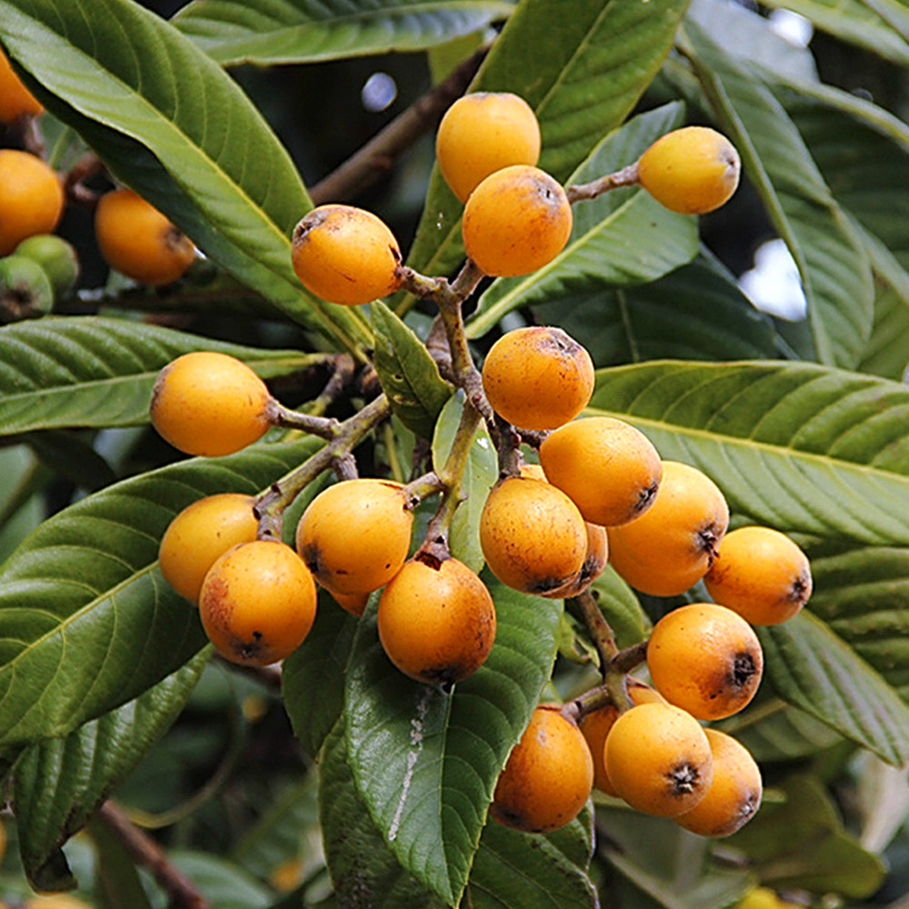 Саджанці мушмули Японська (привитий) - 1-річний Чернівці - фото 1