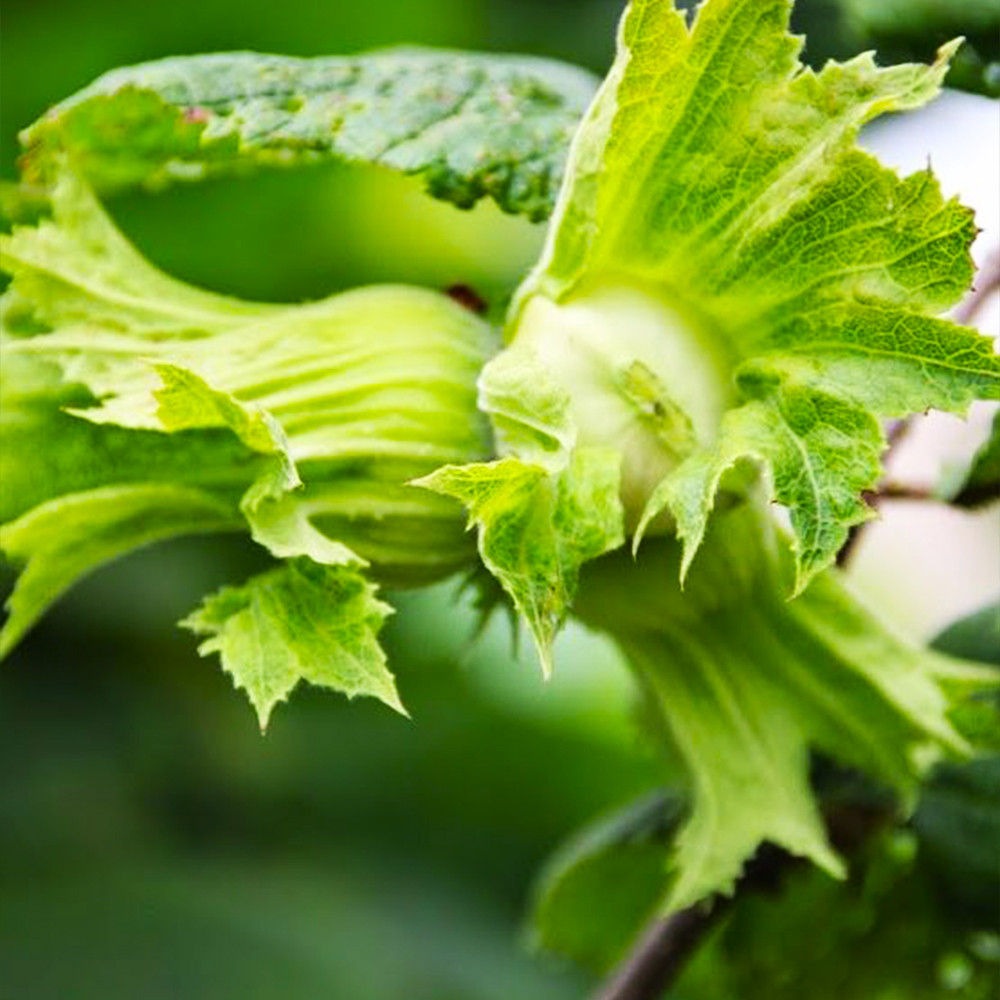 Саджанці фундука Степовий (відводок) - 4-річний Чернівці - фото 1