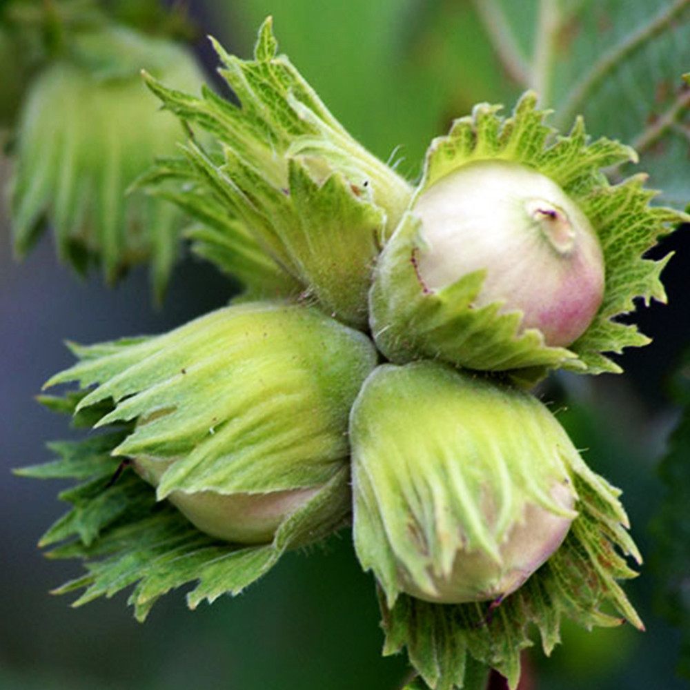 Саженцы фундука Барселонский (отводок) - 4-летний Черновцы - изображение 1